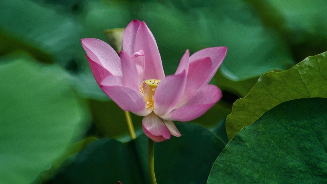 婀娜摇曳的海幢寺古莲