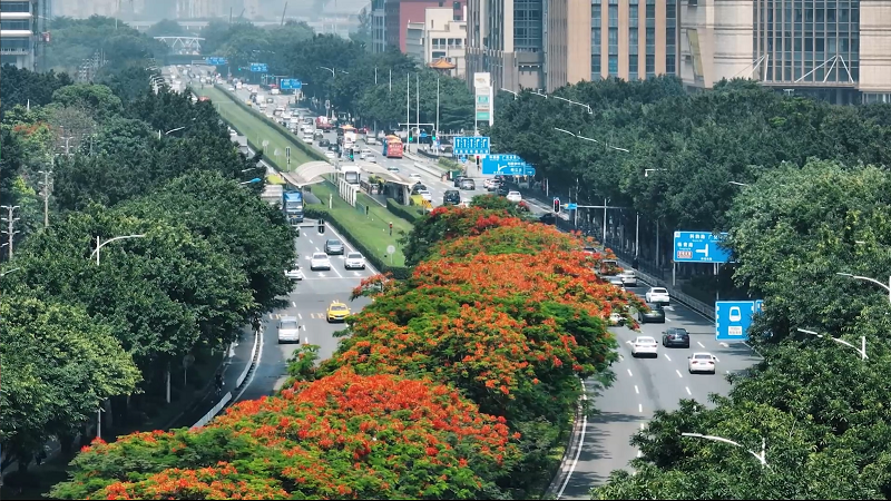 视频：凤凰花开的路口