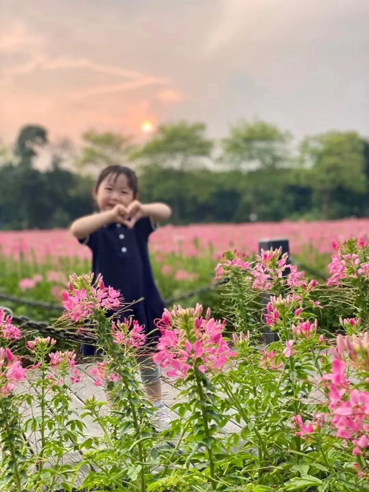 20000㎡醉蝶花海！海珠湿地赏花游园指南