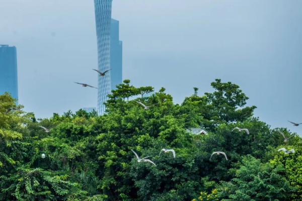 又见黄胸鹀！候鸟季来临，首批“天空精灵”已飞抵！