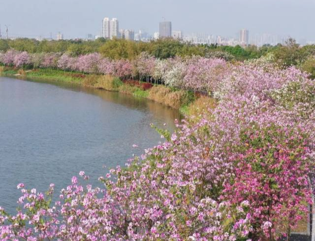 宫粉紫荆花海来了！3月还有多款花路攻略